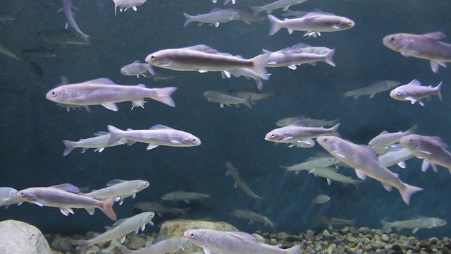 水族馆视频素材