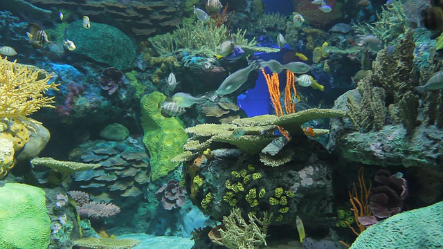 水族馆视频素材