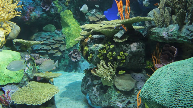 水族馆视频素材