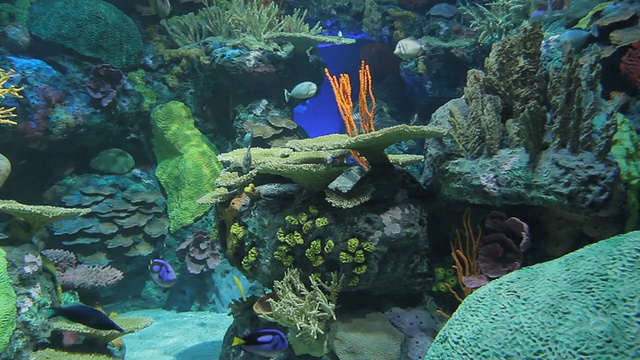 水族馆视频素材