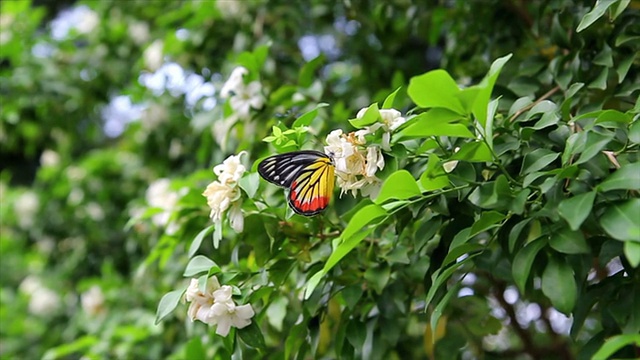 白花蝴蝶视频素材