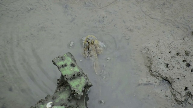 湿地上的弹涂鱼视频素材