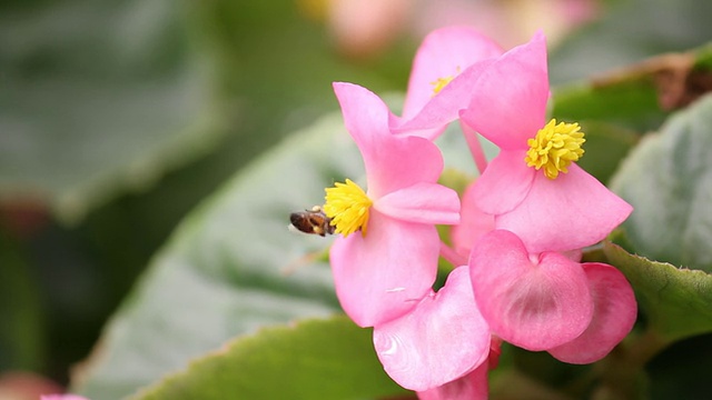 蜜蜂和粉红花朵视频下载