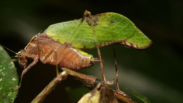 拟叶纺织物(Pycnopalpa bicordata)视频素材