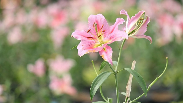 莉莉和风力视频素材