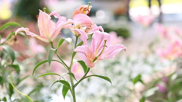 花园里的粉红百合视频素材