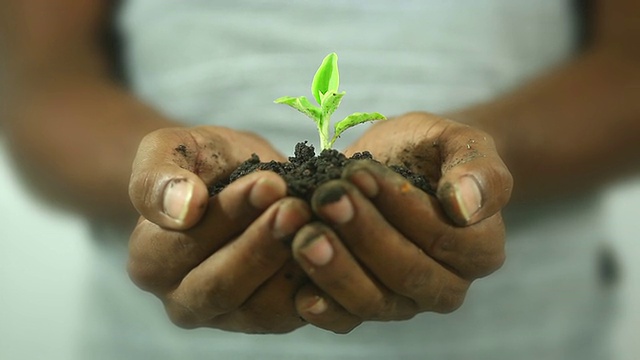 手里拿着植物的男人视频下载