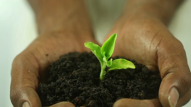 手里拿着植物的男人视频下载