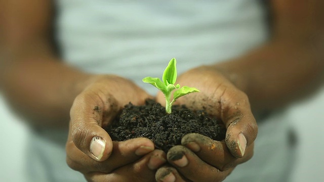 手里拿着植物的男人视频下载