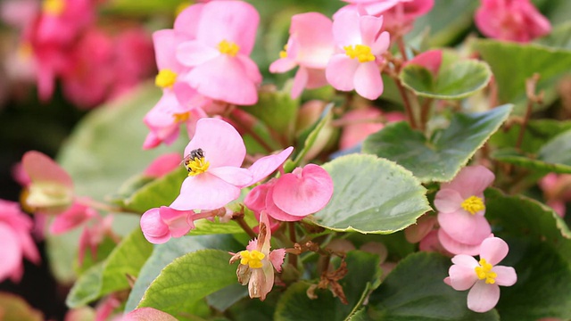 蜜蜂在花视频素材