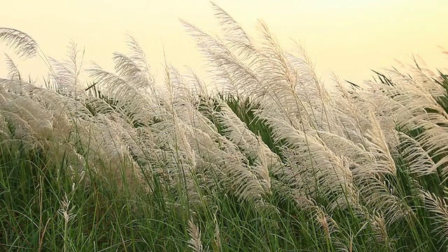 草花卉领域视频素材