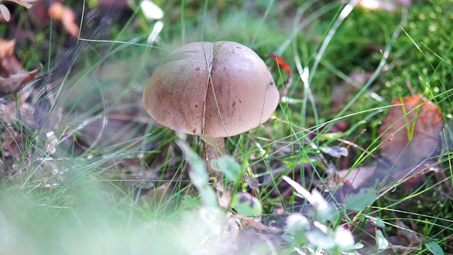 森林里的食用菌视频下载