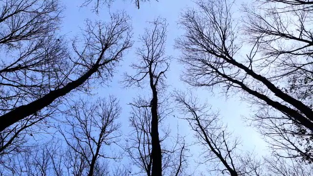 在冬天仰望橡树视频素材