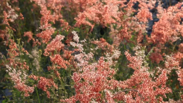 铁路边的鲜花视频下载