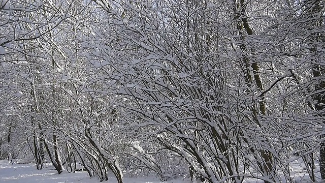 雪花从树枝上飘落视频素材