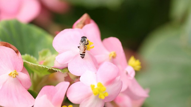 花和蜜蜂视频素材