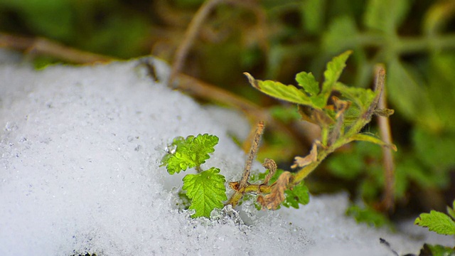 雪和雪花莲在春天的植物床上融化，时光流逝视频素材