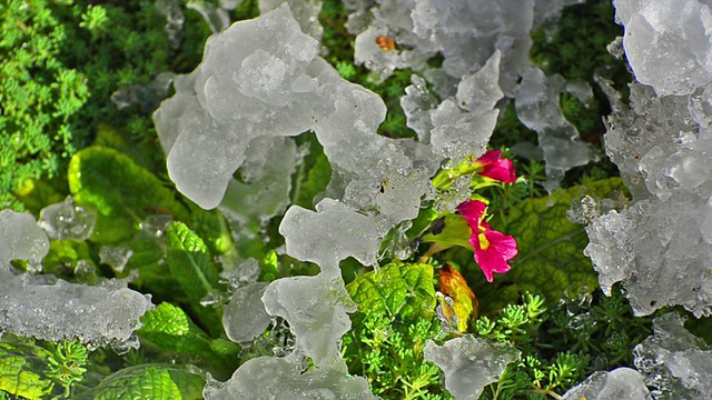 融化的雪和春天的花，时光流逝视频素材