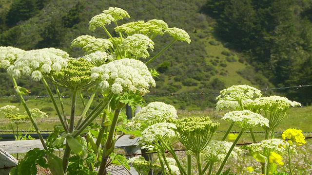 特写的野花与篱笆视频素材