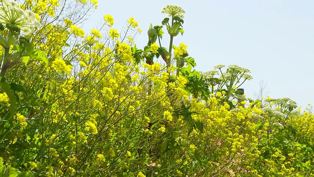 特写的野花与篱笆视频素材