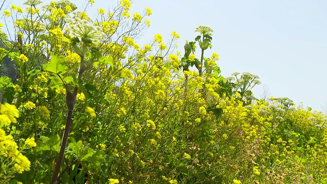 特写的野花与篱笆视频素材