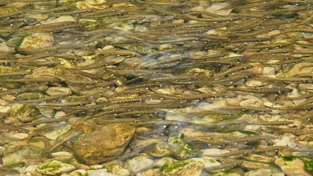 池塘里的鱼视频素材