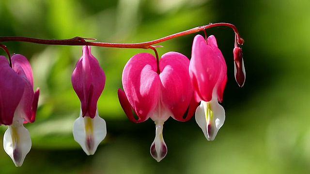 漂亮的花，流血的心(Lamprocapnos spectabilis)视频素材