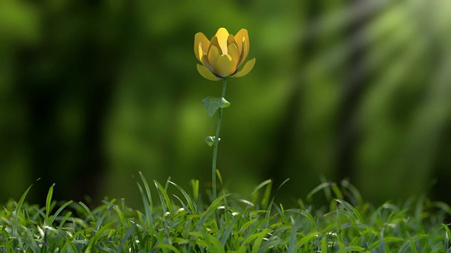 森林里的花朵视频素材