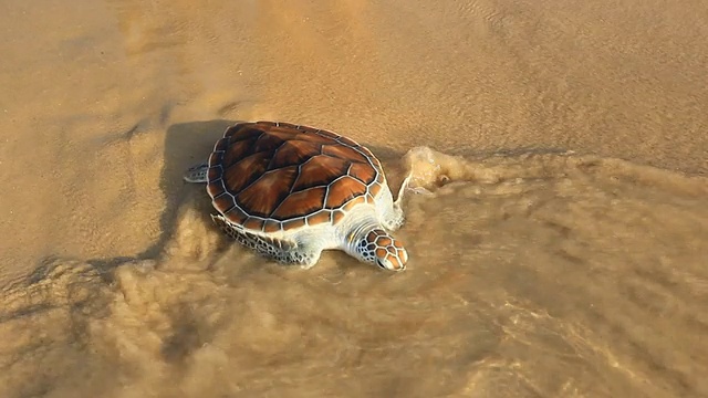 海龟释放视频素材