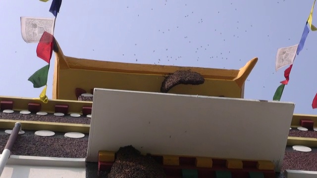 尼泊尔蓝毗尼佛寺上的野蜜蜂视频素材