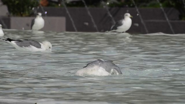 海鸥视频素材