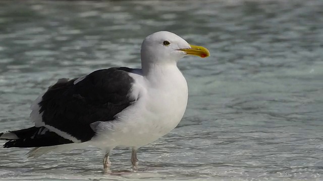 海鸥视频下载