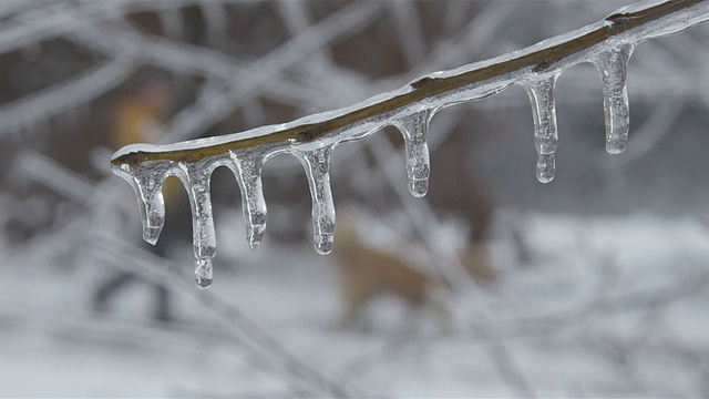 在冰天雪地里遛狗视频素材