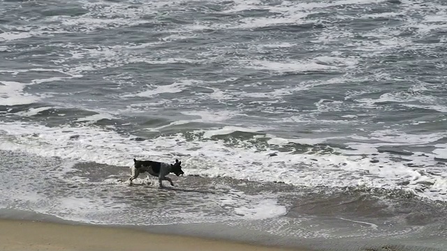 海滩上的狗视频素材