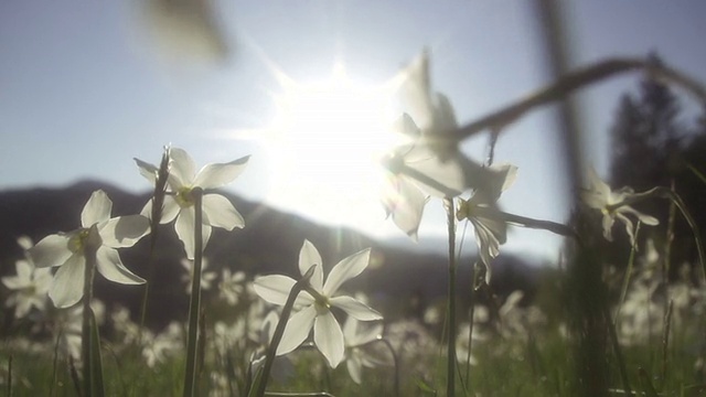 水仙花在早晨的阳光下开花视频素材