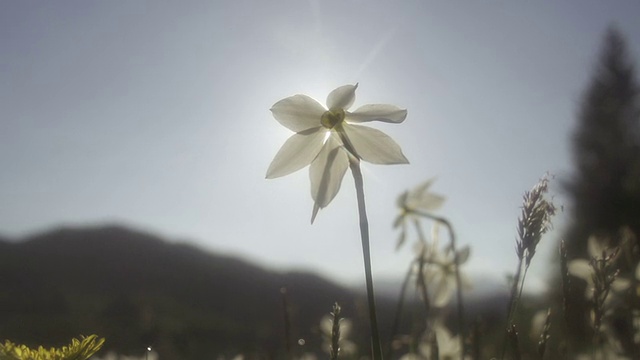 慢镜头:阳光穿过花瓣视频素材