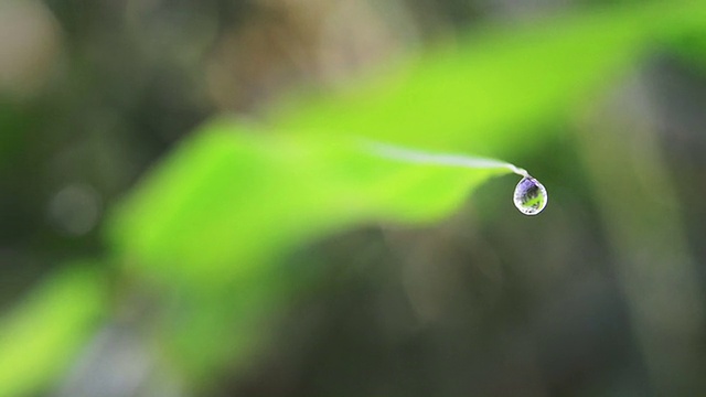 水滴在叶视频下载