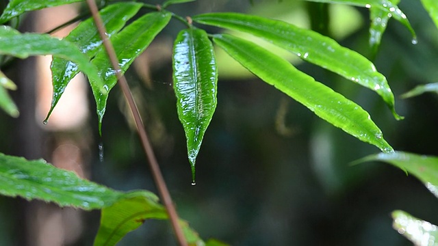 热带雨林视频素材