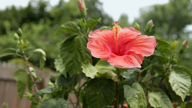 芙蓉花视频素材