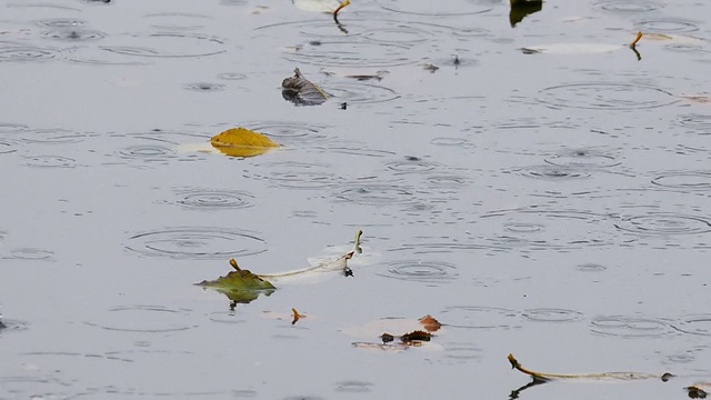 雨滴落入水坑视频素材