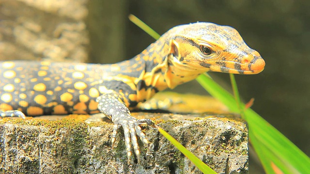 黄红树林巨蜥(Varanus indicus)视频下载