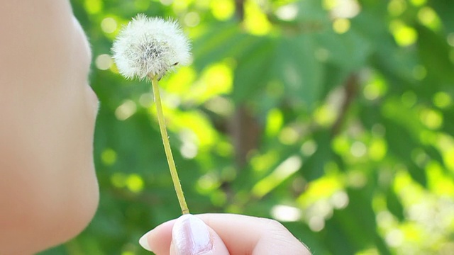 一个女人在吹蒲公英，特写视频素材