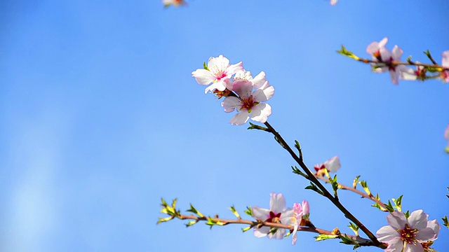 樱花在春天盛开视频素材