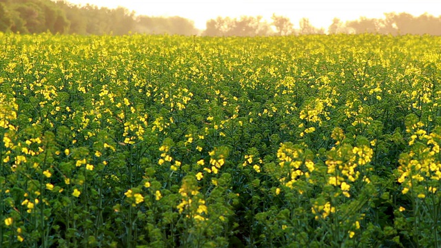 油菜开花视频下载