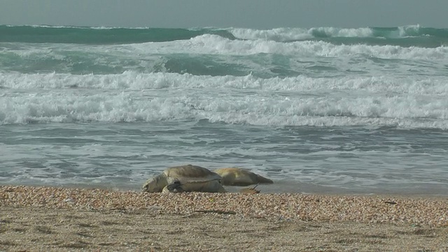 死巨海龟视频下载