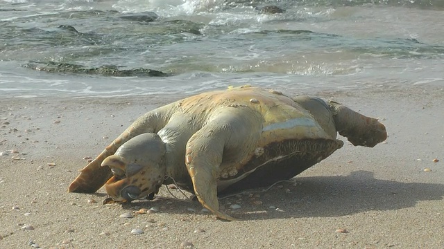 死去的巨型海龟视频下载