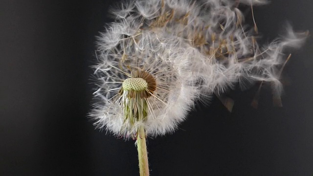 蒲公英的种子飞走了视频素材