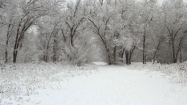 冬天公园里的降雪，树木被雪覆盖视频素材