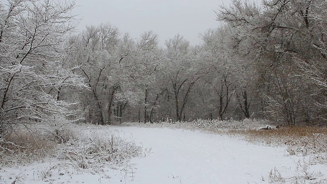 冬天公园里的降雪，树木被雪覆盖视频素材