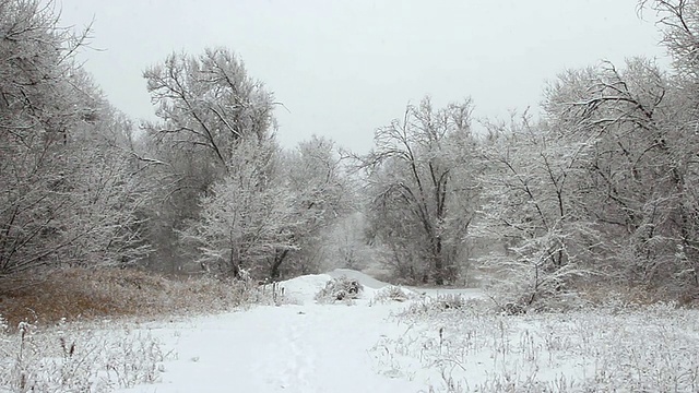 冬天公园里的降雪，树木被雪覆盖视频素材